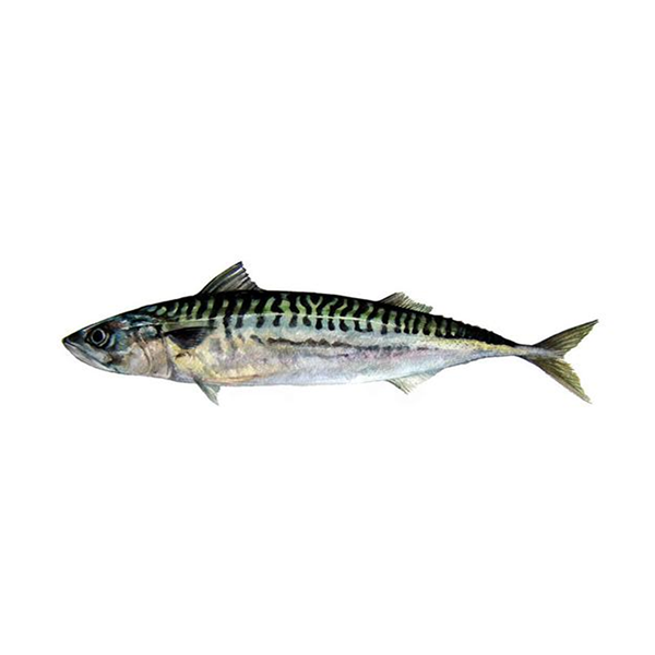 Mackerel Fish 2pcs