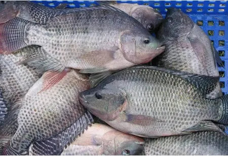 Basmex Frozen Tilapia Fish 2.27kg