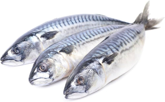 Box Mackerel/ Thompson 7lbs