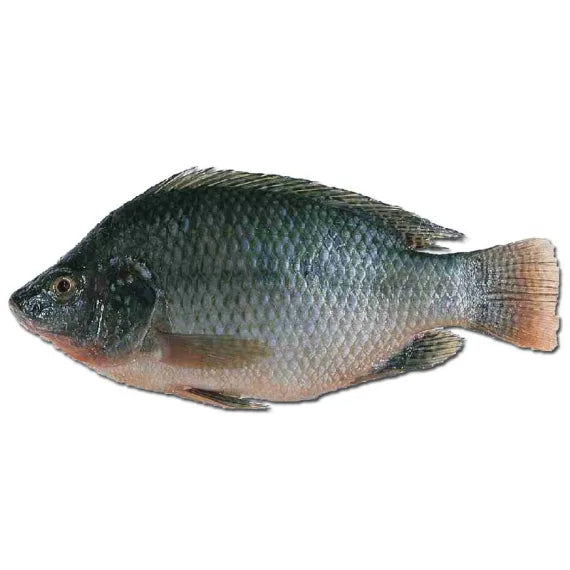 Small Tilapia AppleFoods
