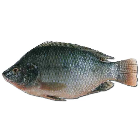 Small Tilapia AppleFoods