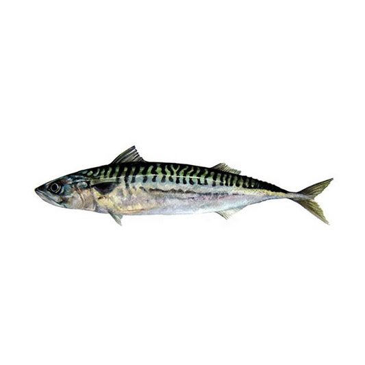 Mackerel Fish 2pcs